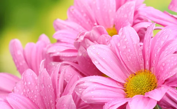 Krásné růžové chryzantéma na zeleném pozadí — Stock fotografie