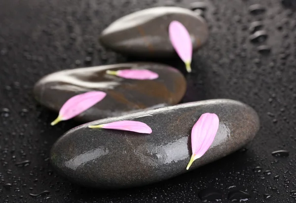 Piedras de spa con gotas de agua y pétalos rosados sobre fondo negro —  Fotos de Stock