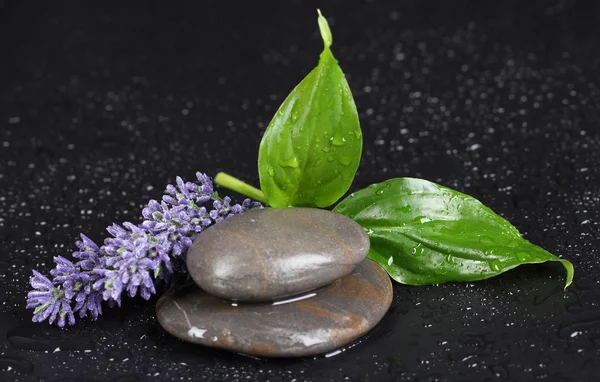 Spa stones with water drops, lavender and leaves on black background — Stock Photo, Image