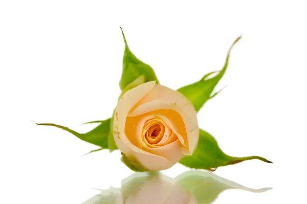 Pequenas rosas no fundo branco — Fotografia de Stock