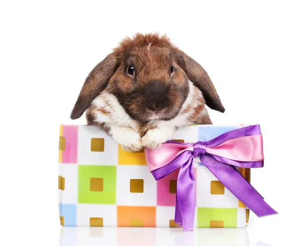 Kelinci telinga panjang di kotak hadiah dengan busur ungu terisolasi di atas putih — Stok Foto