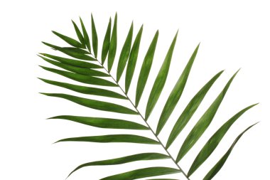 Beautiful palm leaf isolated on white clipart