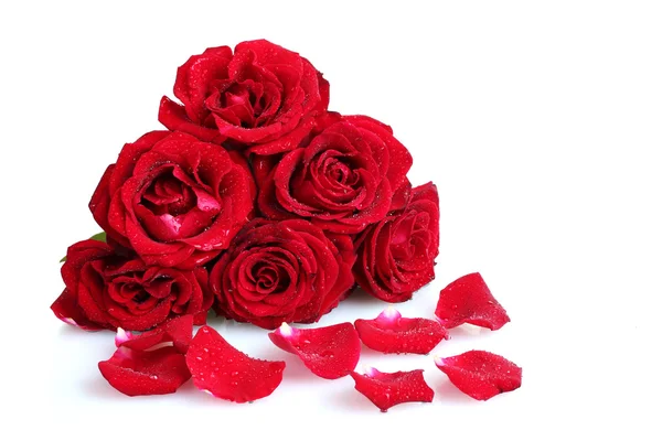 美丽的红玫瑰和白色上孤立的花瓣 — 图库照片