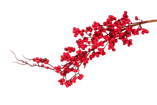 Schöner Zweig mit roten Beeren isoliert auf weiß — Stockfoto