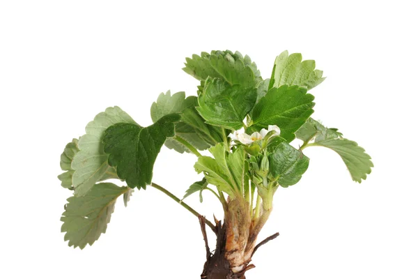 Arbusto de fresa con raíz aislada en blanco —  Fotos de Stock