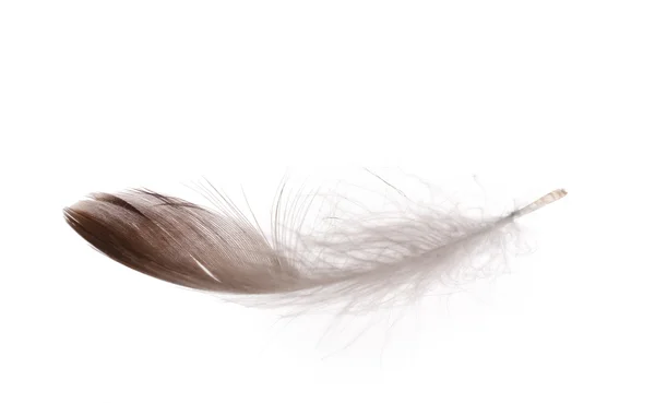 Single fluffy feather isolated on white — Stock Photo, Image