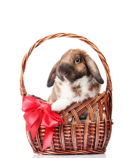 Lop-Eared tavşan üzerinde beyaz izole kırmızı fiyonklu bir sepet içinde — Stok fotoğraf