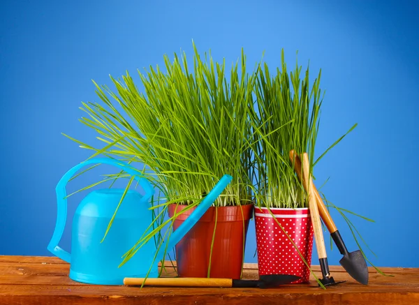 Groen gras in twee bloempot op blauwe achtergrond — Stockfoto