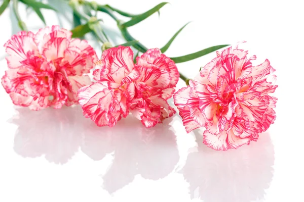 Hermosos claveles aislados en blanco — Foto de Stock