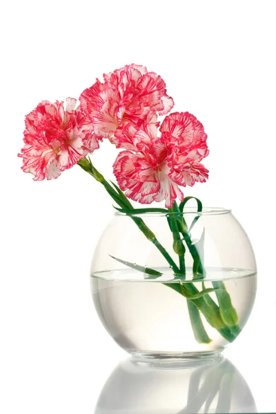 Beautiful carnations transparent vase isolated on white — Stock Photo, Image