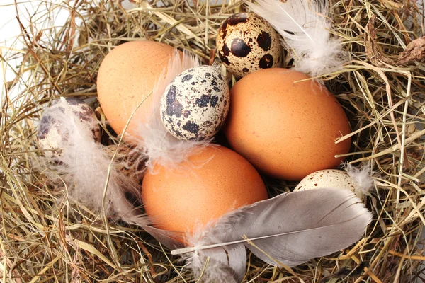 Курица и перепелиные яйца на крупном плане — стоковое фото