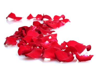 Beautiful petals of red roses isolated on white clipart