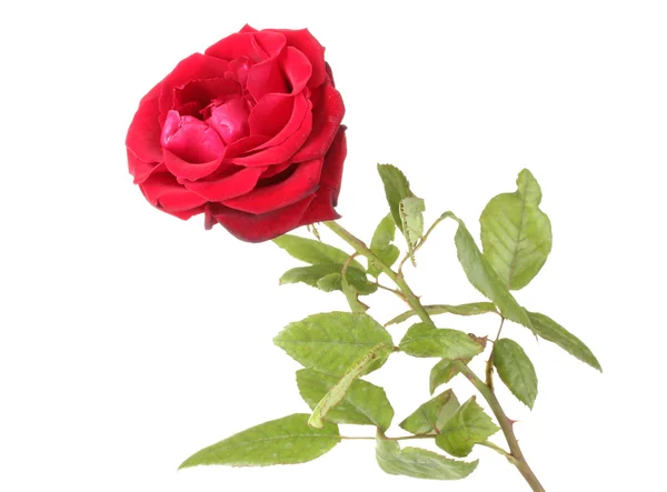 美丽的红玫瑰在白色上与世隔绝 — 图库照片