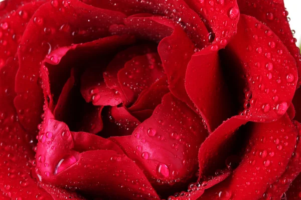 아름다운 붉은 장미 봉합선 — 스톡 사진