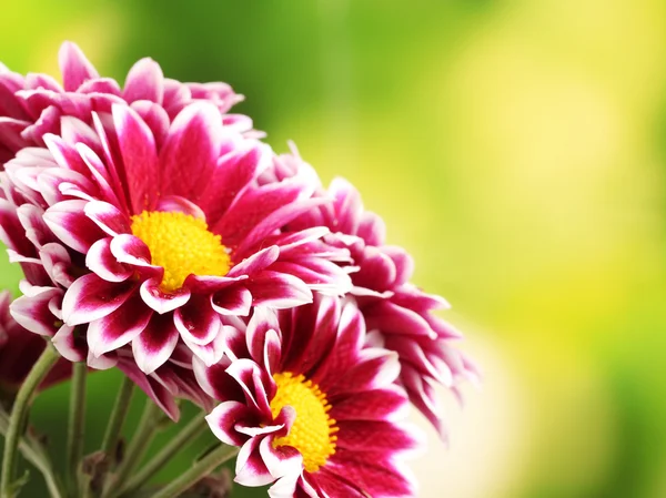 Krásná červená chrysanthemum na zeleném pozadí — Stock fotografie