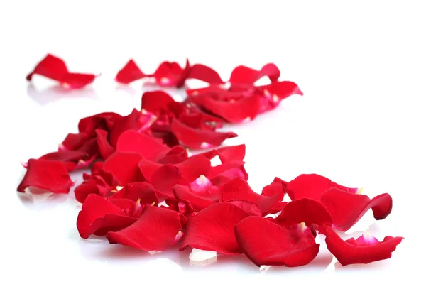 Bellissimi petali di rose rosse isolati su bianco — Foto Stock
