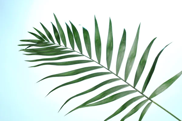 Beautiful palm leaf on blue background — Stock Photo, Image