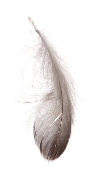Tek kabarık tüy üzerinde beyaz izole — Stok fotoğraf