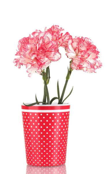 Hermosos claveles en copa roja aislados en blanco —  Fotos de Stock