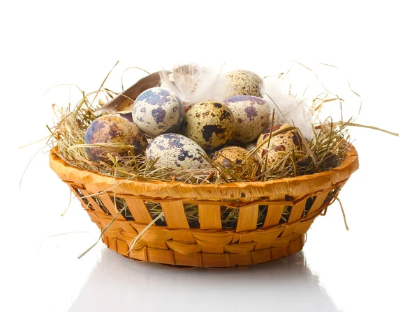 Quail eggs in nest isolated on white — Stock Photo, Image
