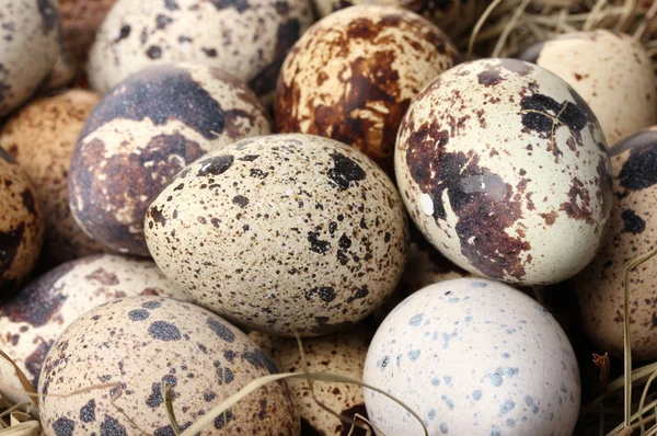 Перепелиные яйца крупным планом — стоковое фото