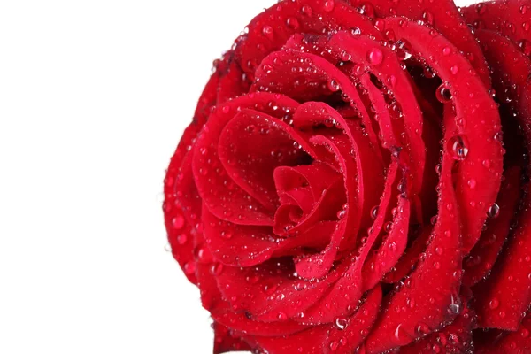 पांढरा वर वेगळे सुंदर लाल गुलाब — स्टॉक फोटो, इमेज