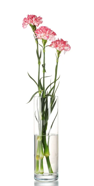 Beautiful carnations transparent vase isolated on white — Stock Photo, Image