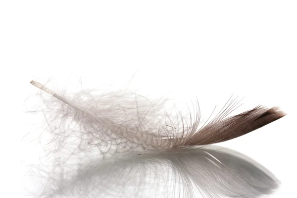 Single fluffy feather isolated on white — Stock Photo, Image