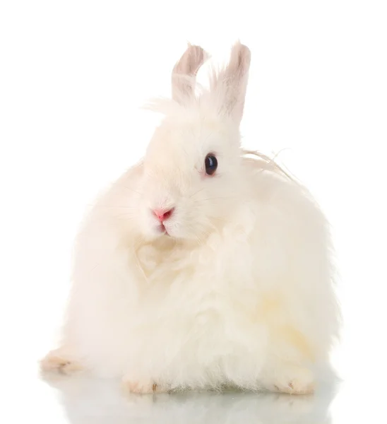 Пушистый белый кролик, изолированный на белом — стоковое фото