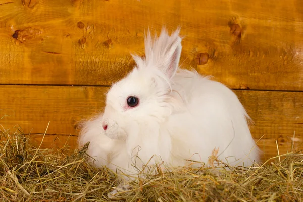Pluizige witte konijn in een hooiberg op houten achtergrond — Stockfoto