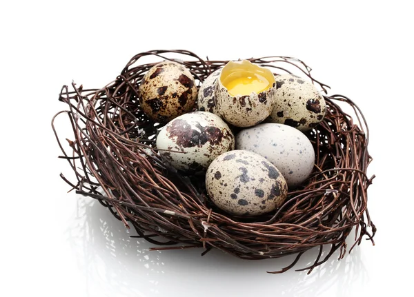 Przepiórcze jaja w gnieździe na białym tle — Zdjęcie stockowe