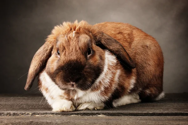 회색 바탕에 lop-eared 토끼 — 스톡 사진