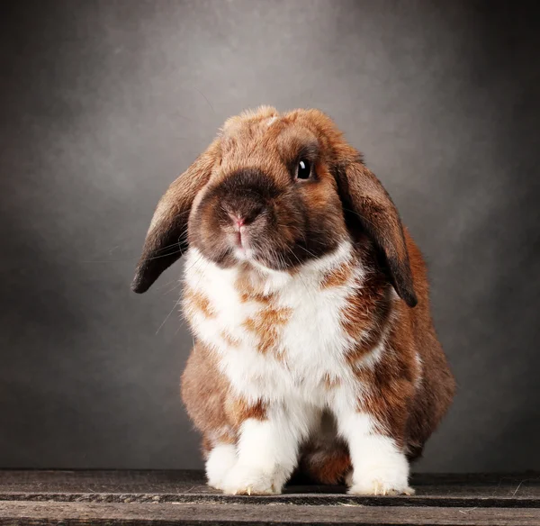 Coniglio dalle orecchie a luppolo su sfondo grigio — Foto Stock