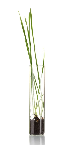 stock image Green grass growing in tube isolated on white