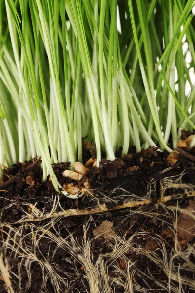 stock image Green grass with the land closeup