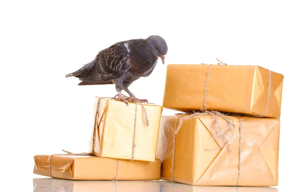 Jeden szary Posłaniec gołębi pocztowych i paczek na białym tle — Zdjęcie stockowe