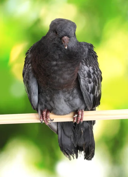 Um pombo cinzento sentado sobre fundo verde — Fotografia de Stock