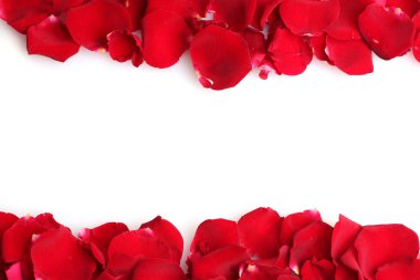 Beautiful petals of red roses isolated on white clipart