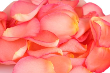 güzel pembe gül yaprakları portre