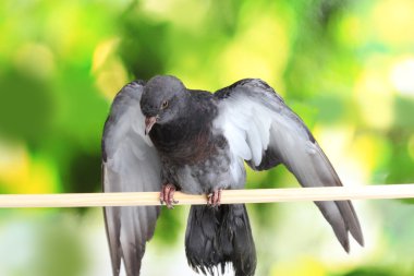 One grey pigeon sitting on green background clipart