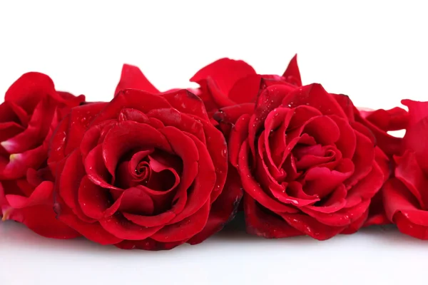 Rosas vermelhas bonitas e pétalas isoladas em branco — Fotografia de Stock