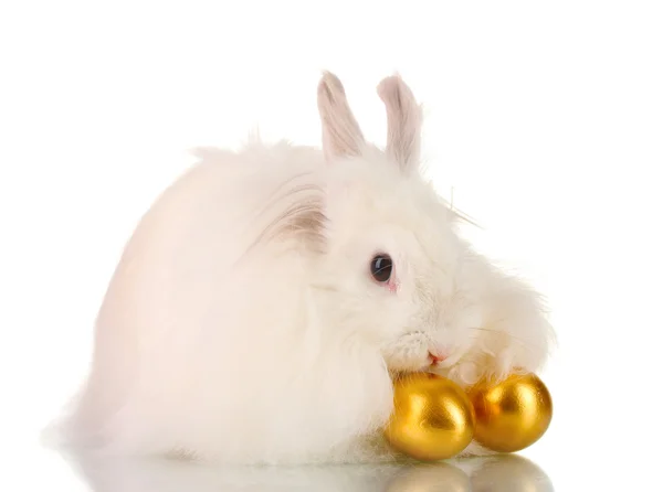 白で隔離される黄金の卵のふわふわの白いウサギ — ストック写真