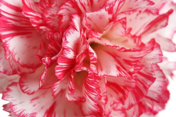 Mooie carnation close-up — Stockfoto