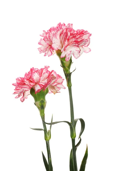 stock image Beautiful carnations isolated on white