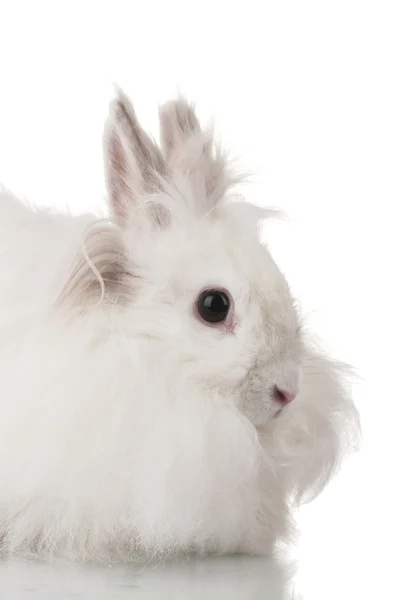 무성 한 흰 토끼 흰색 절연 — 스톡 사진