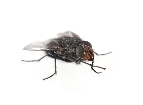 Home-fly isolated on white — Stock Photo, Image