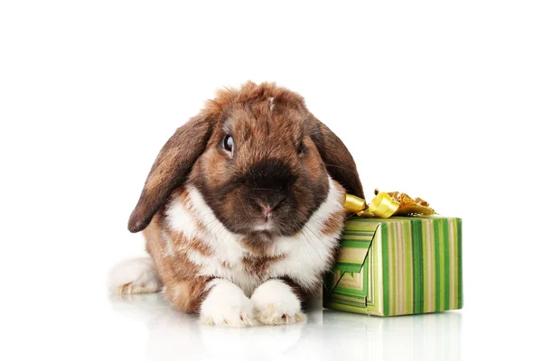 Schlappohr-Kaninchen mit Geschenkbox isoliert auf weiß — Stockfoto