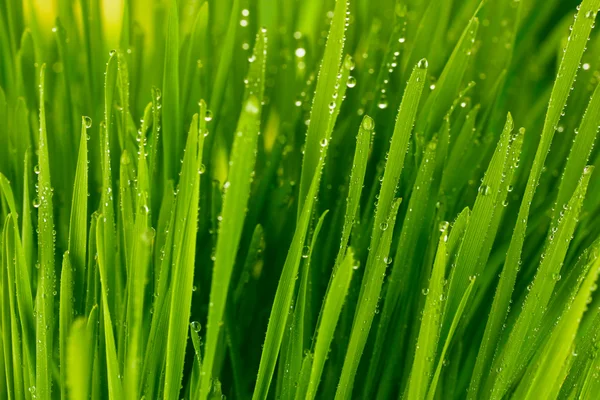 Erba verde primo piano — Foto Stock