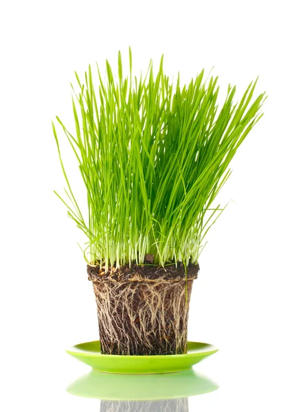 Grönt gräs med marken isoleras på vit — Stockfoto