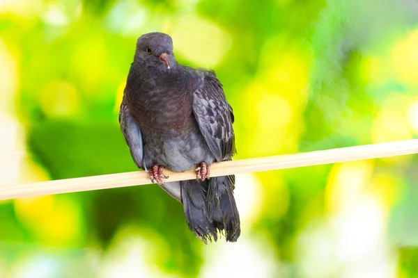 One grey pigeon sitting on green background — Stock Photo, Image